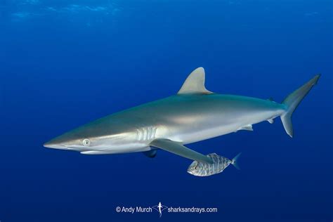 what do galapagos silky sharks eat