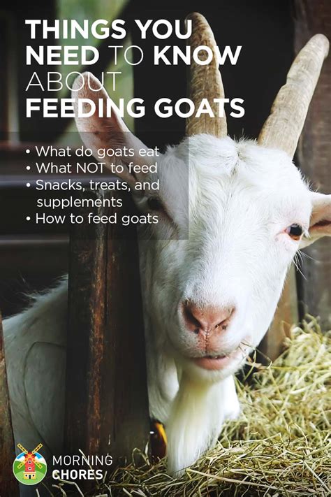 what do goats need