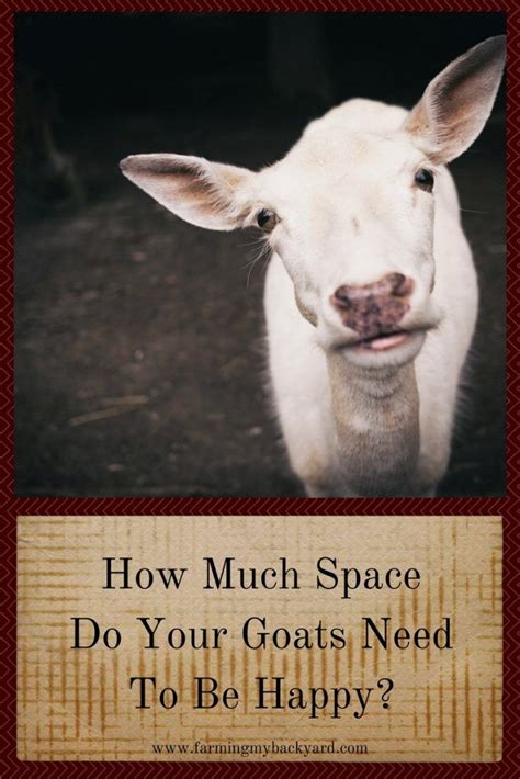what do goats need to be happy