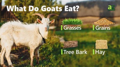 what do goats need to eat