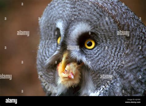 what do great grey owls eat