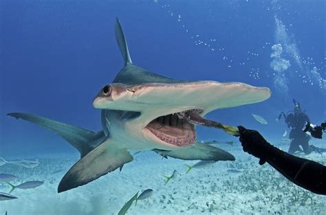 what do hammer sharks eat
