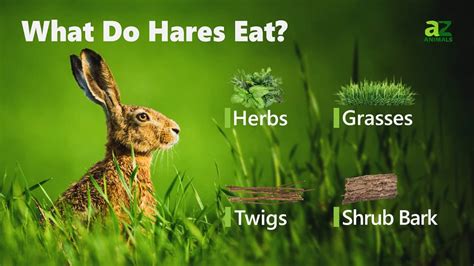 what do hares eat in the wild