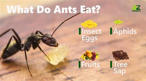 what do hercules ants eat