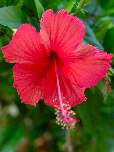 What Do Hibiscus Represent