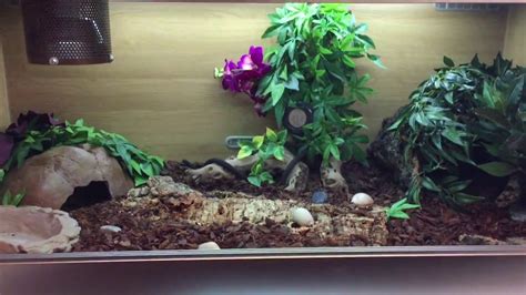 What Do I Need For A Ball Python Setup