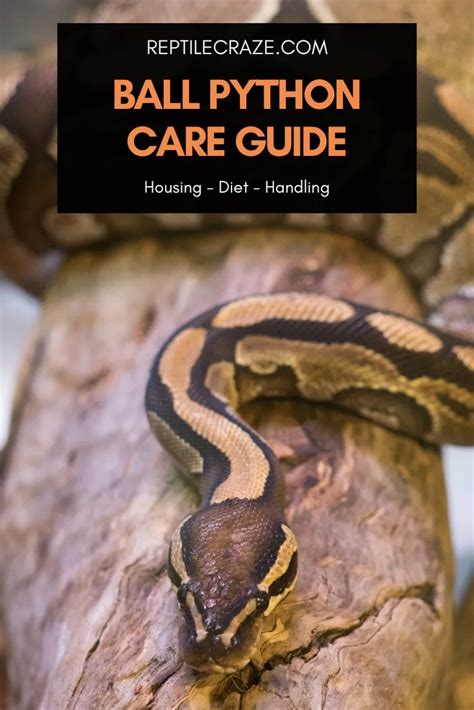 What Do I Need To Get A Ball Python