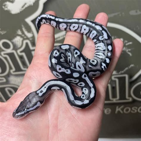 What Do I Need To Own A Ball Python