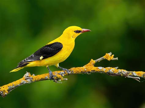 what do i trap golden orioles