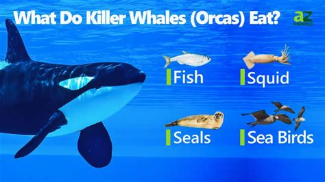 what do killer whales get eaten by
