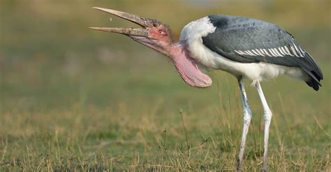 what do marabou storks eat