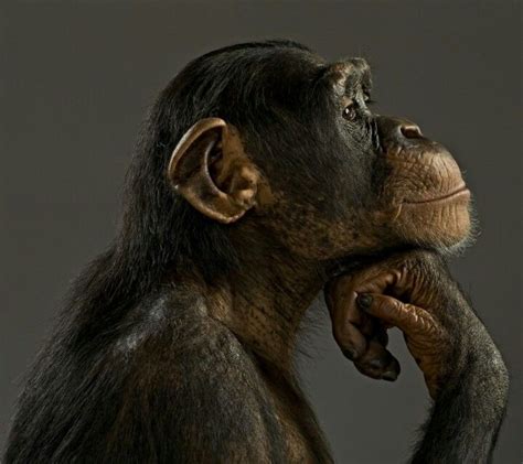 What Do Monkeys Think About