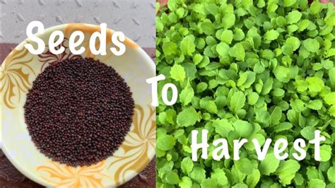what do mustard green seeds look like