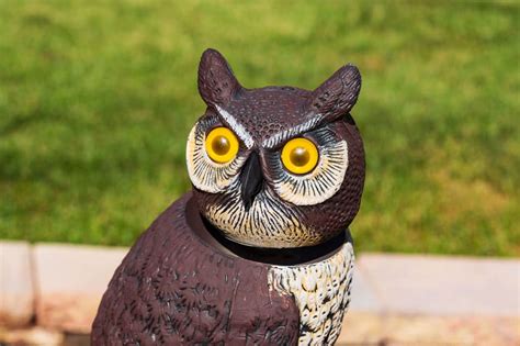 what do owl decoys scare away