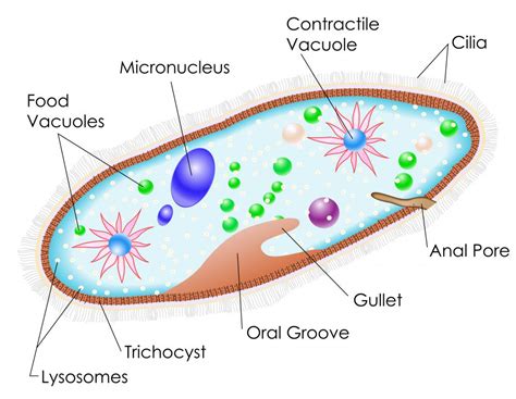 what do paramecium do