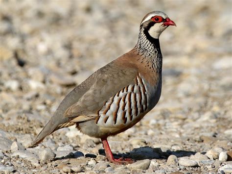 What Do Partridges Symbolize