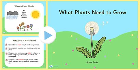 what do plants need to grow bbc bitesize ks1