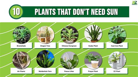 What Do Plants Not Need