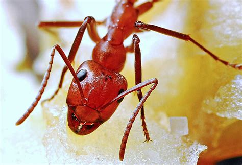 what do red ants look like