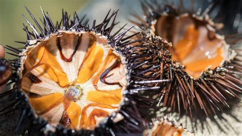 what do sea urchins eat