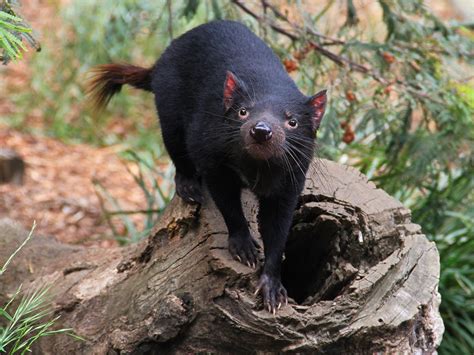 what do tasmanian devils do for fun