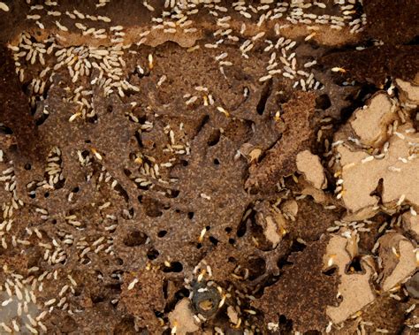 what do termite holes look like