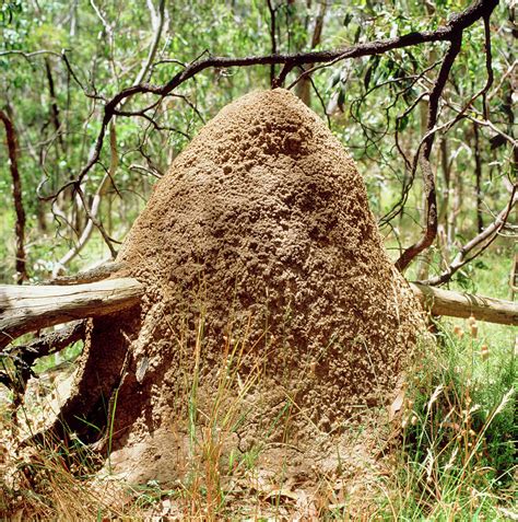 what do termite mounds look like