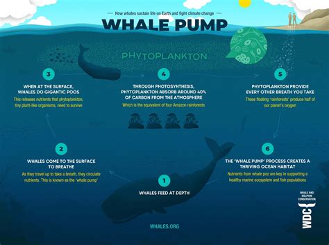 what do whales do for the ecosystem