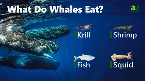 what do whales eat in the ocean