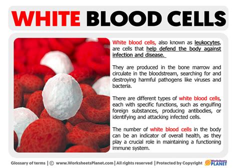 What Do White Cells Mean