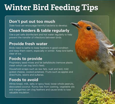 what do wild birds eat in winter