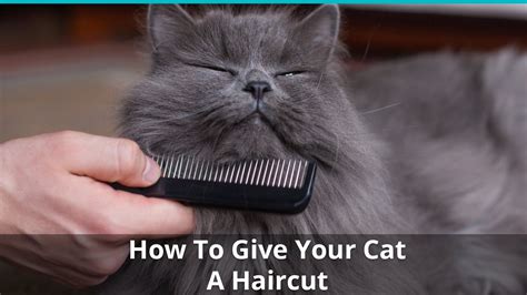 Free What Do You Call A Feline With A Short Haircut For Short Hair