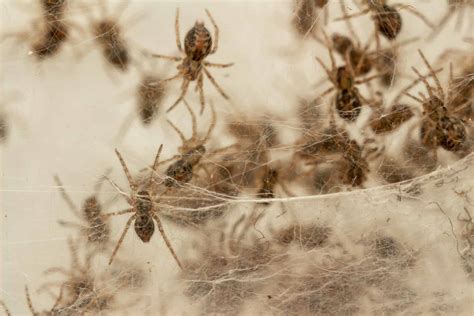 Stream A Group Of Spiders Is Called A by Your Text Spoken Listen