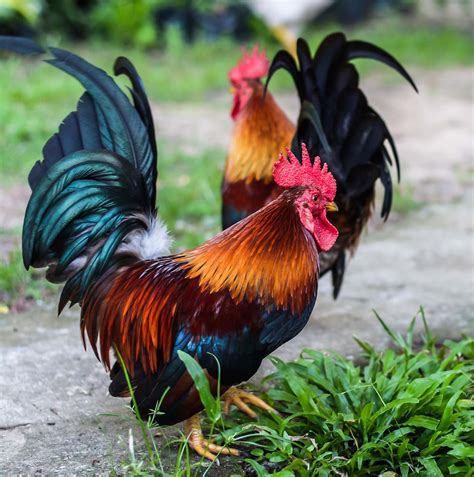 what do you know about roosters