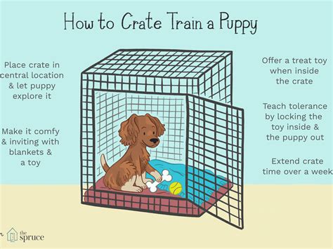 What Do You Put In A Crate With A Puppy