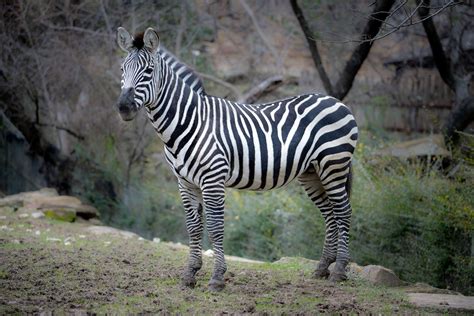 What Do Zebras Represent