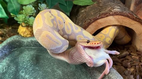 What Does A Banana Ball Python Eat