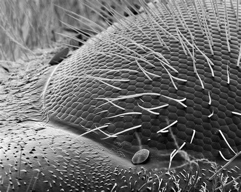 What Does A Bee Look Like Under A Microscope