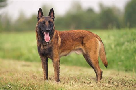 what does a belgian malinois look like