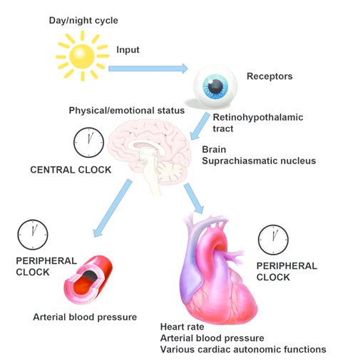What Does A Biological Clock Feel Like