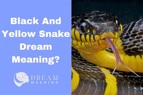 what does a black and yellow snake mean