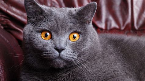 Fresh What Does A British Shorthair Look Like Trend This Years