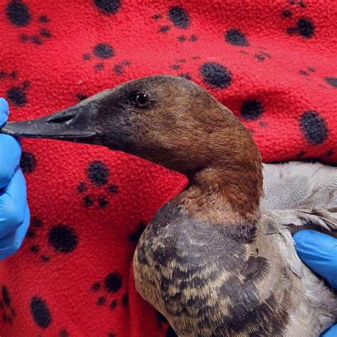 What Does A Canvasback Need To Survive