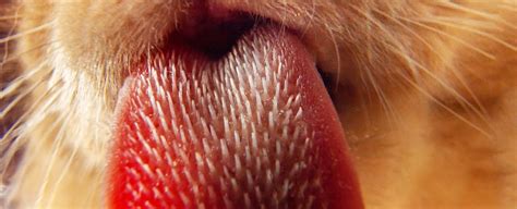 What Does A Cat's Tongue Look Like Up Close