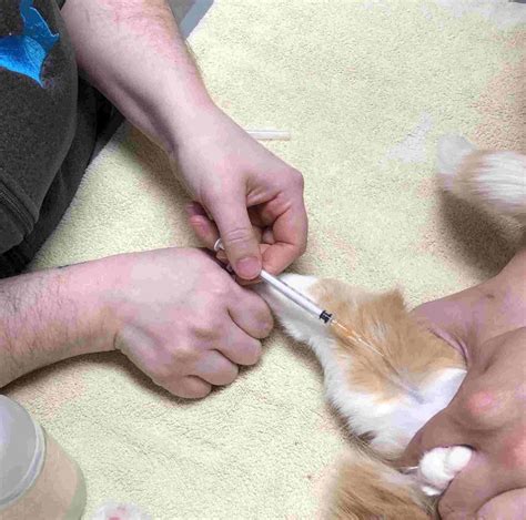 What Does A Cat Feel When Euthanized