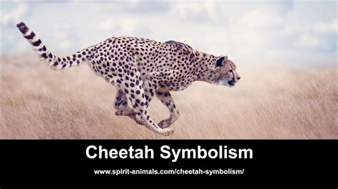 what does a cheetah represent