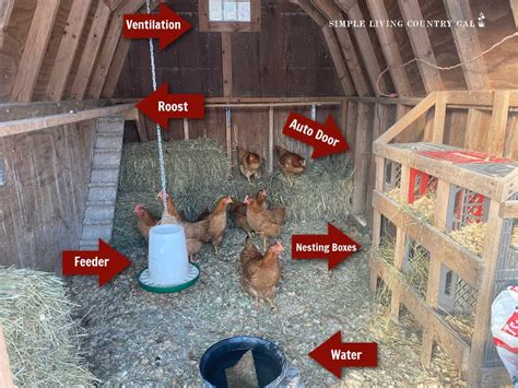 What Does A Chicken Coop Need Inside