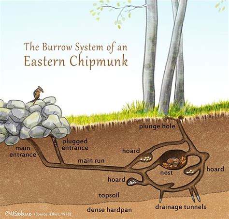 What Does A Chipmunk Burrow Look Like