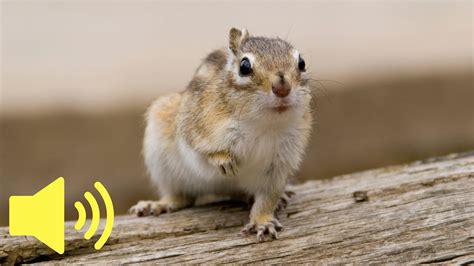What Does A Chipmunk Sound Like