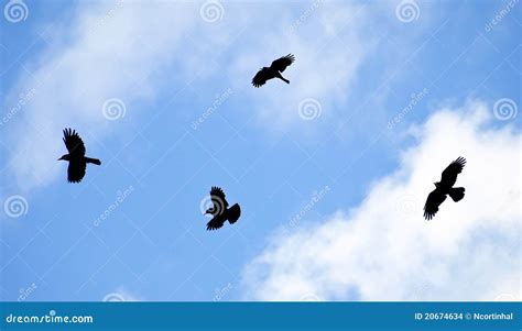 What Does A Circle Of Crows Mean